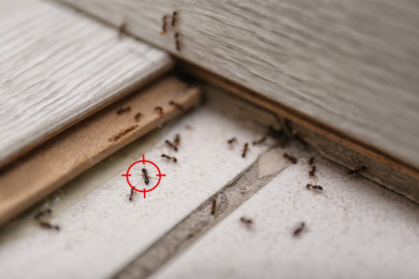Best Mosquito Control Services  in La Blanca, TX