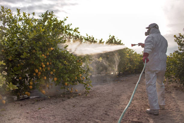 Best Wasp Removal Services  in La Blanca, TX