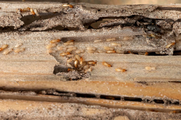 Best Best Pest Control Companies  in La Blanca, TX