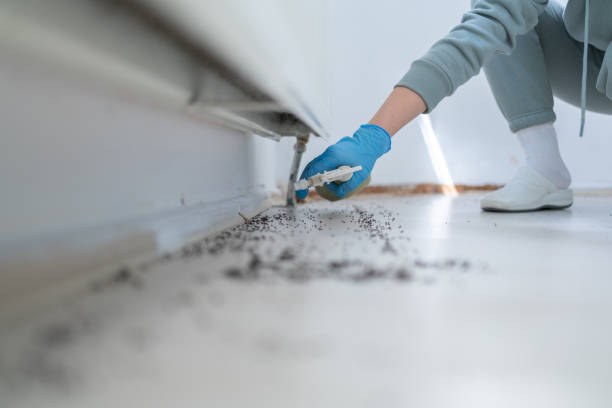 Best Ant Control Services  in La Blanca, TX